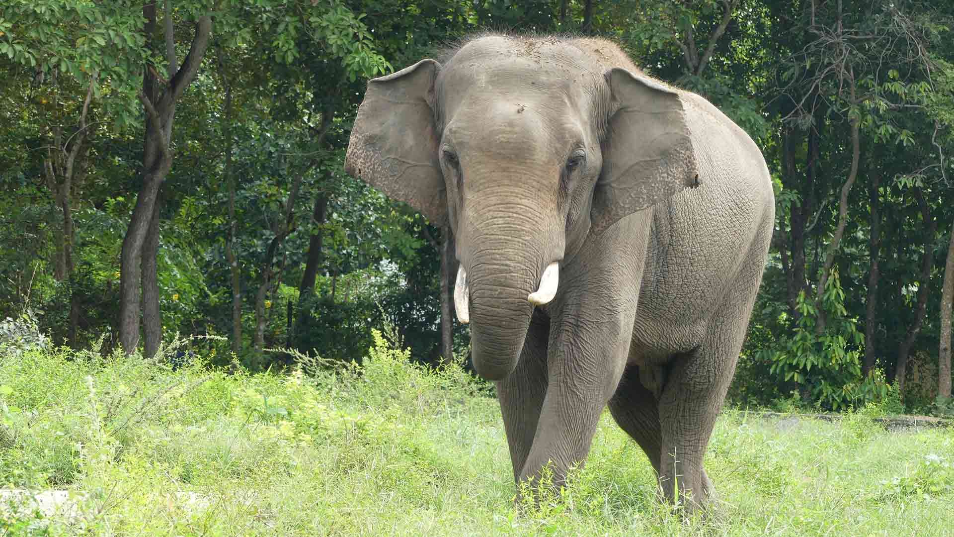 Botum Sakor National Park